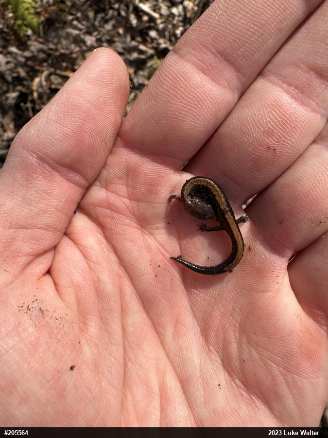 Eastern Red-backed  Salamander
