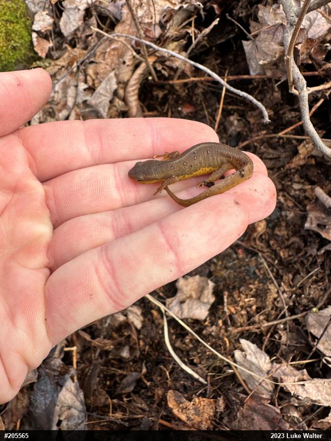 Red-spotted Newt