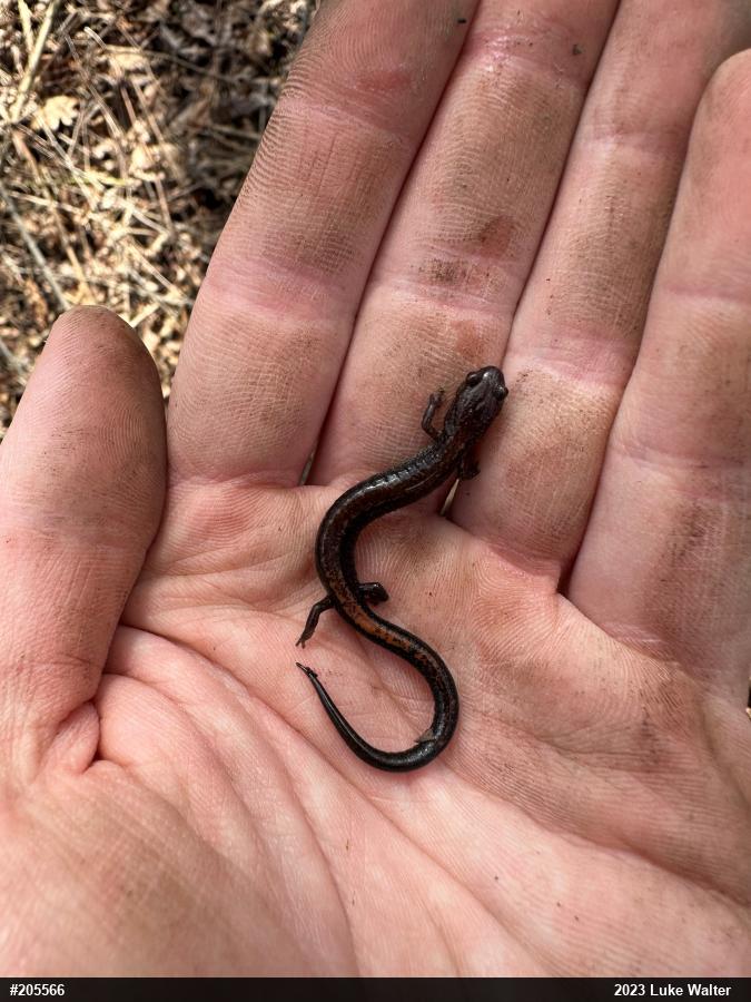 Eastern Red-backed  Salamander