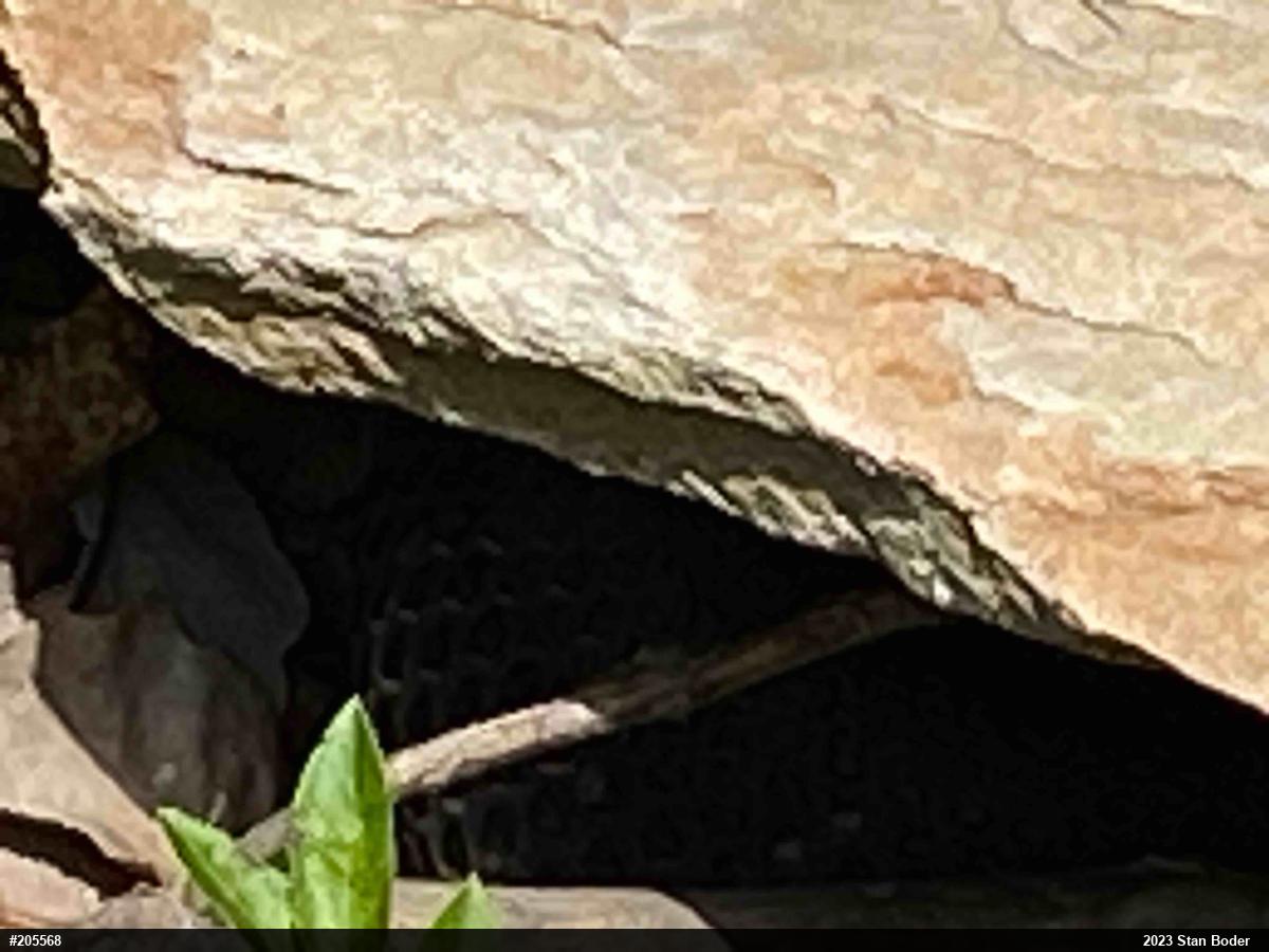 Timber Rattlesnake