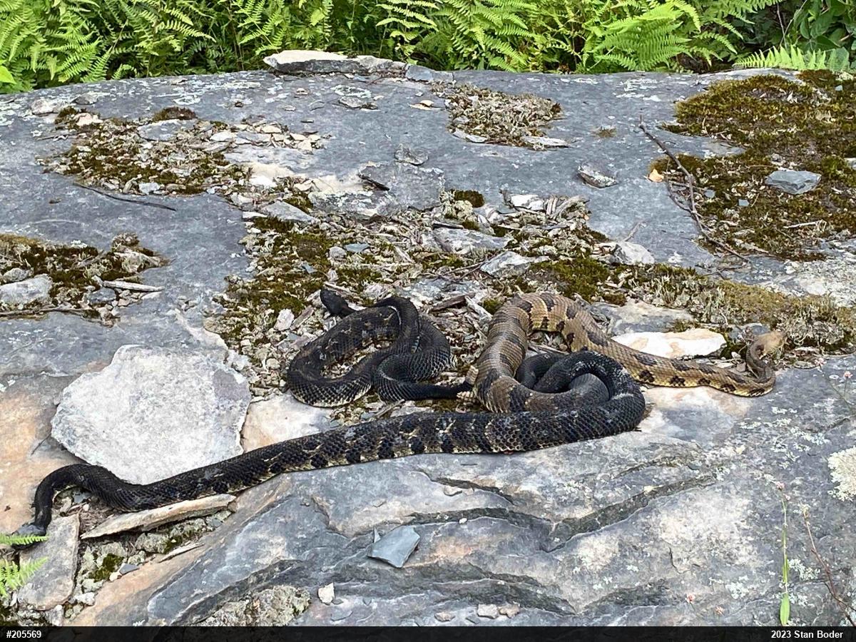 Timber Rattlesnake