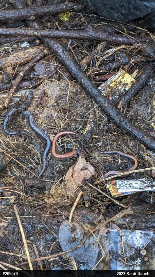 Eastern Red-backed  Salamander
