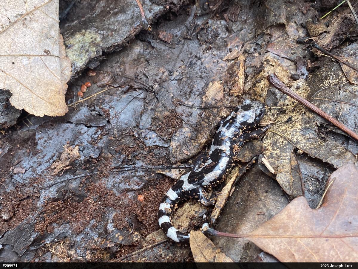 Marbled Salamander