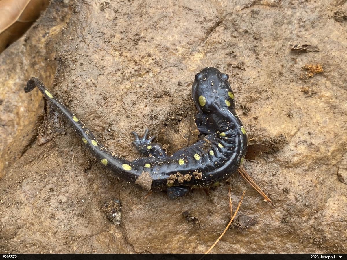 Spotted Salamander