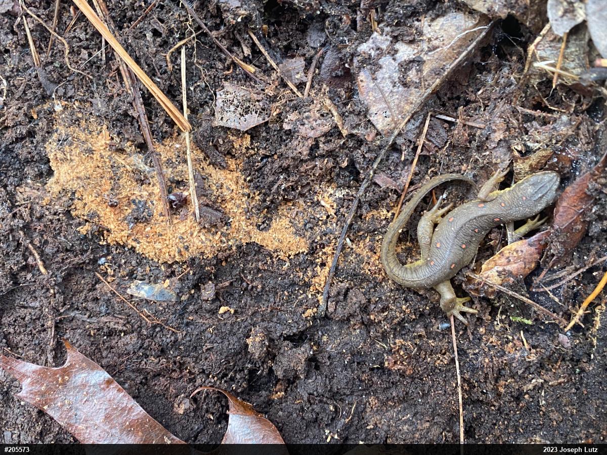 Red-spotted Newt