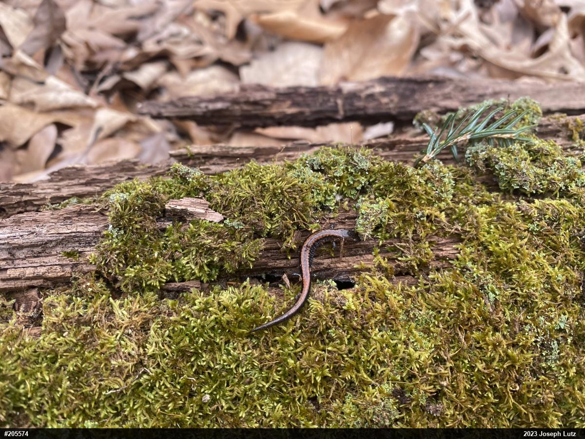 Eastern Red-backed  Salamander