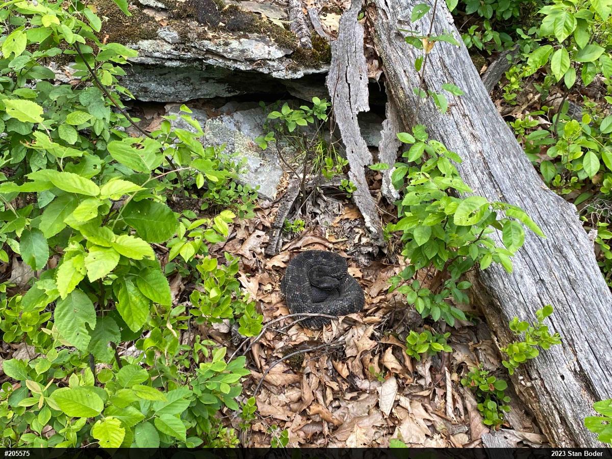 Timber Rattlesnake