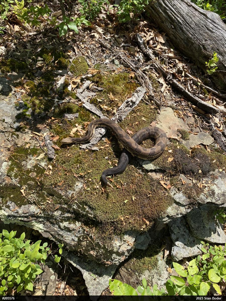 Timber Rattlesnake