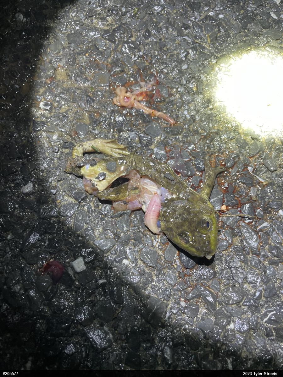 American Bullfrog