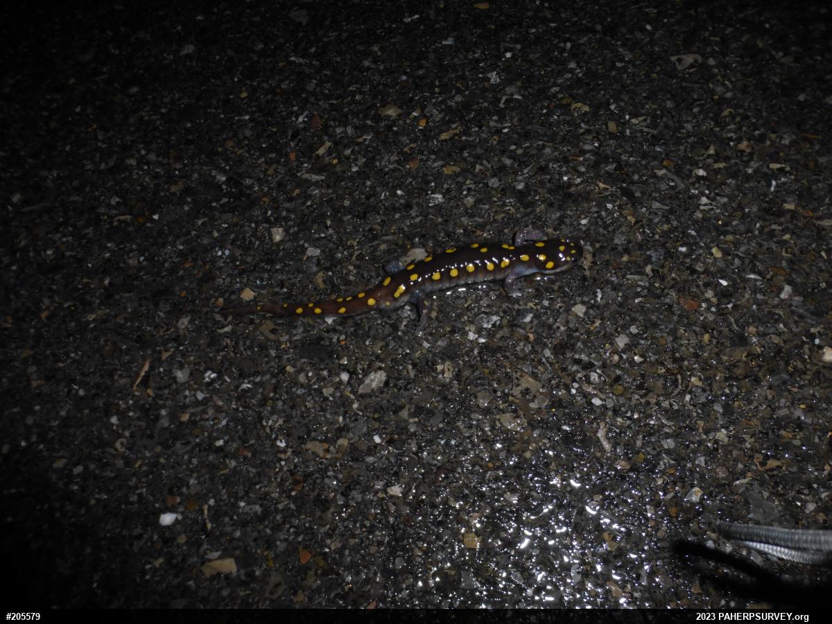 Spotted Salamander