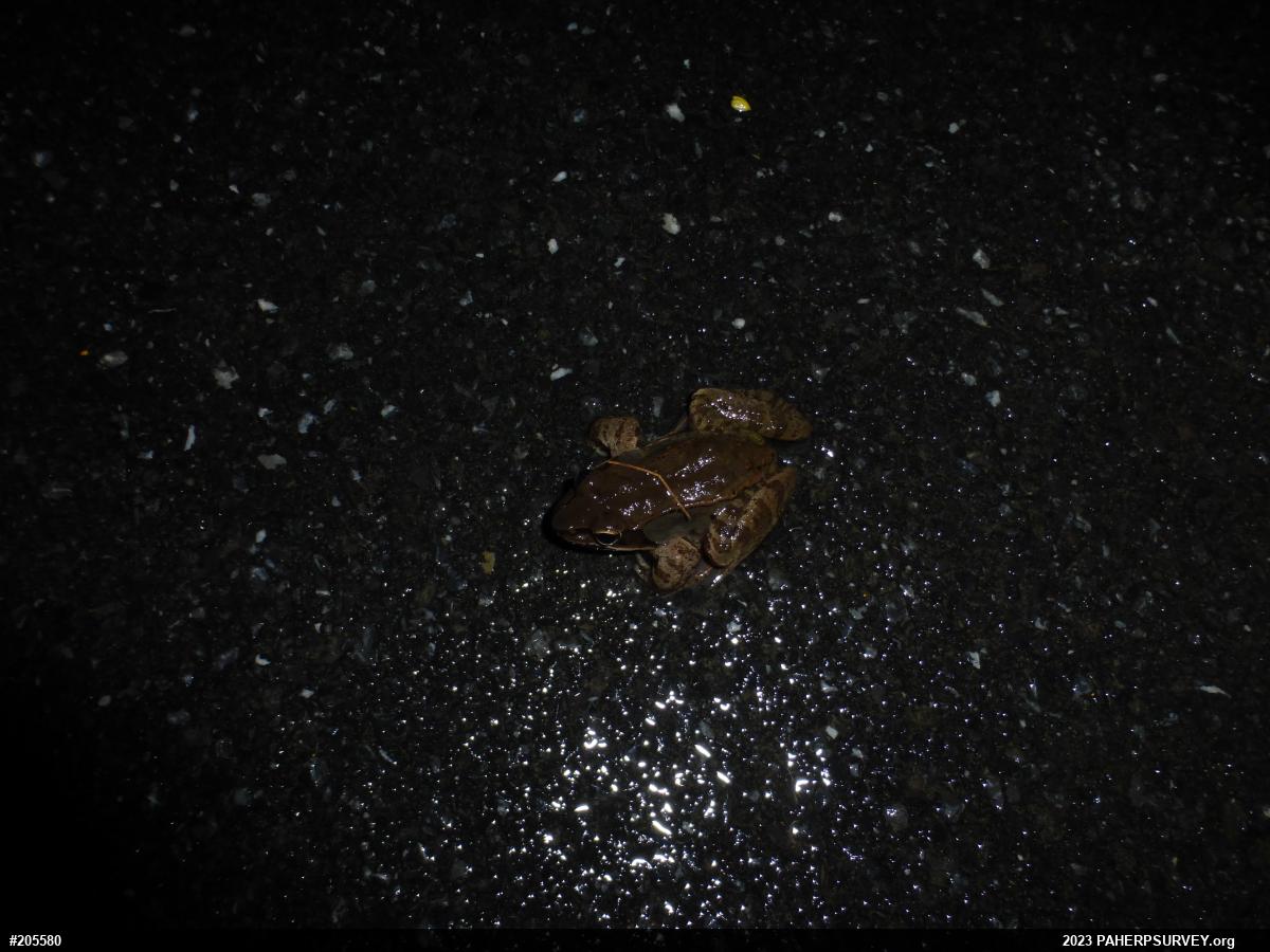 Wood Frog
