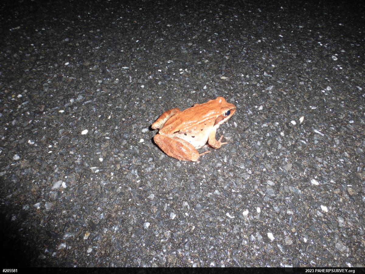 Wood Frog