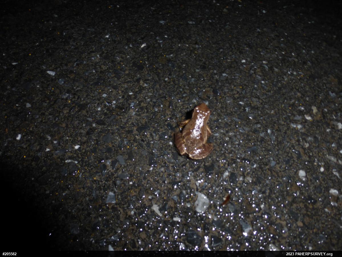 Spring Peeper