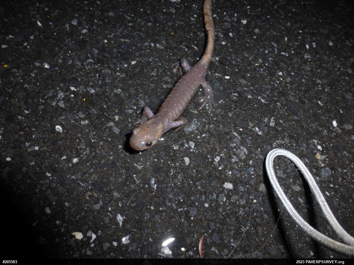 Jefferson Salamander