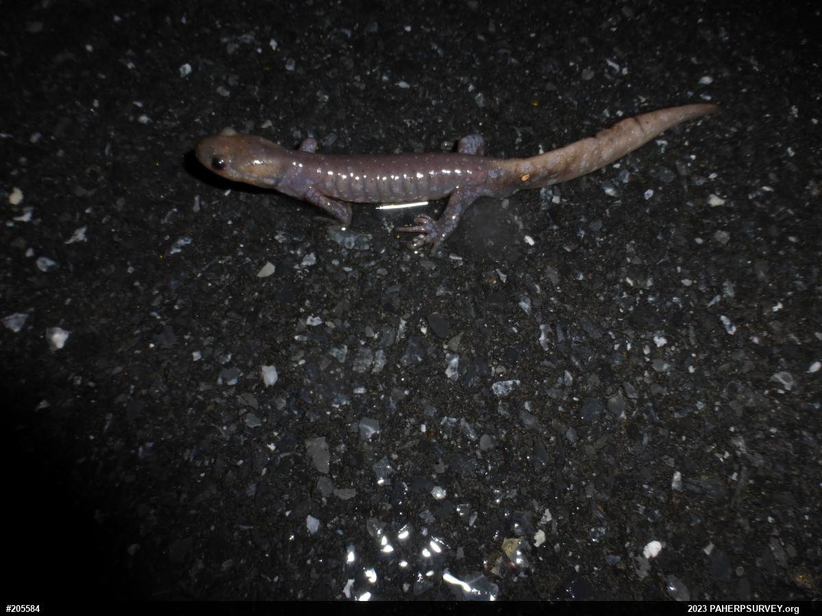 Jefferson Salamander