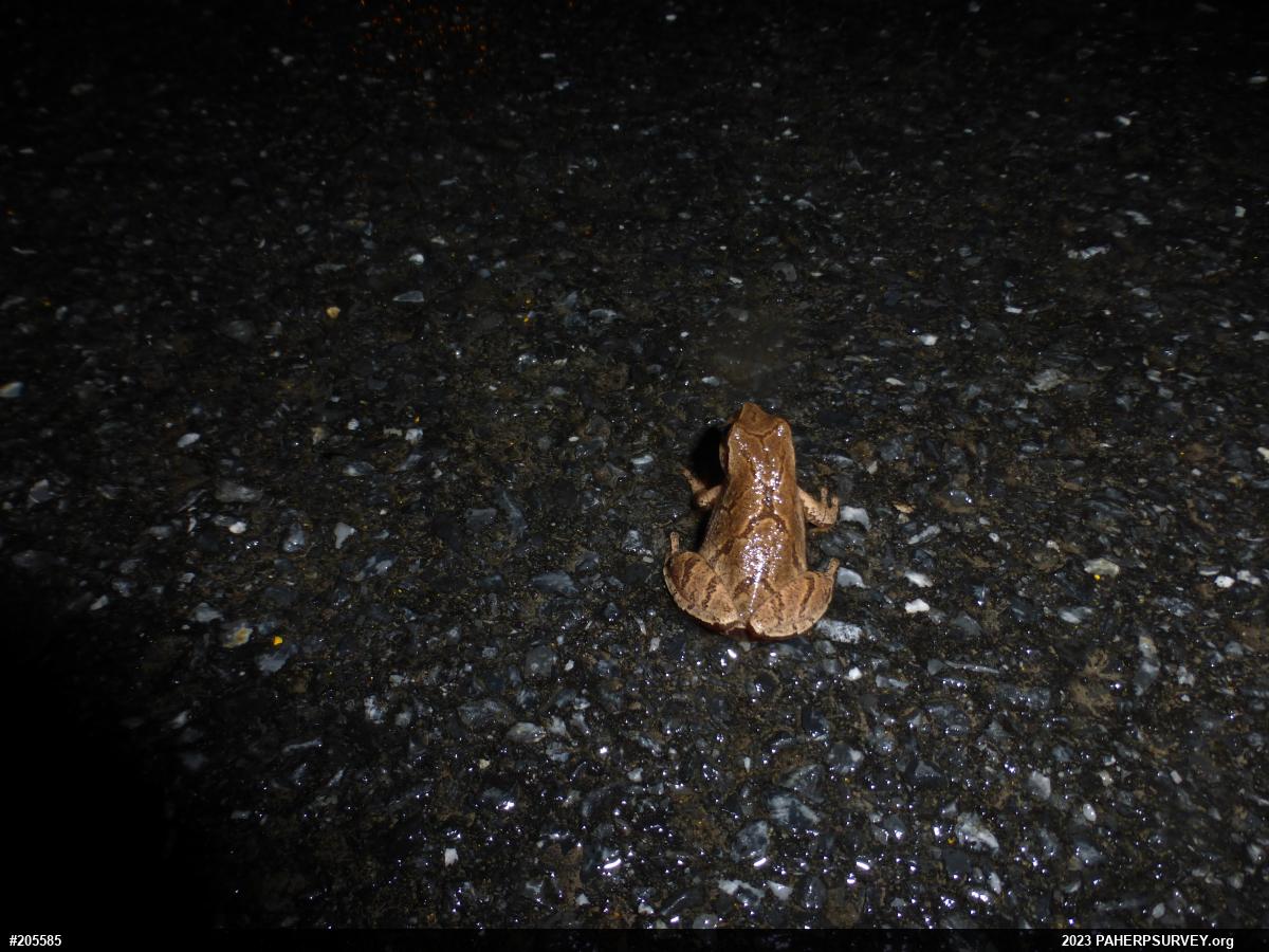 Spring Peeper