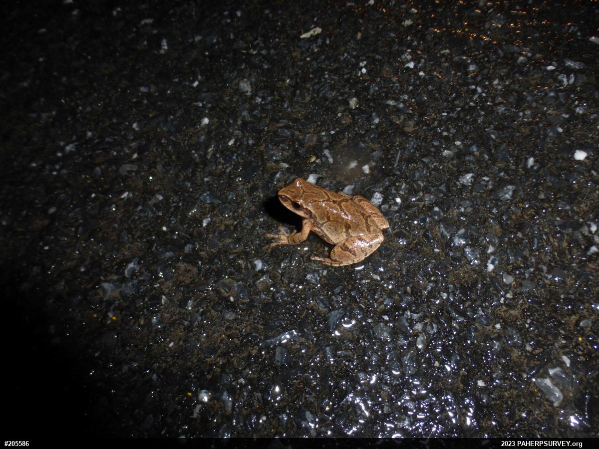 Wood Frog