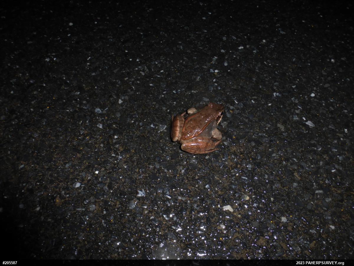 Wood Frog