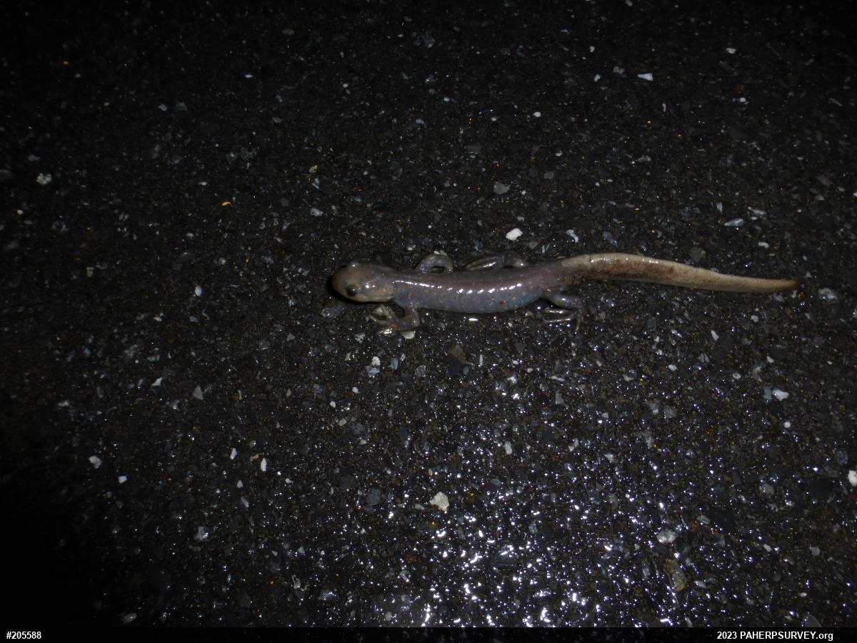 Jefferson Salamander