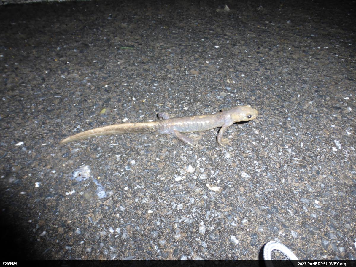Jefferson Salamander