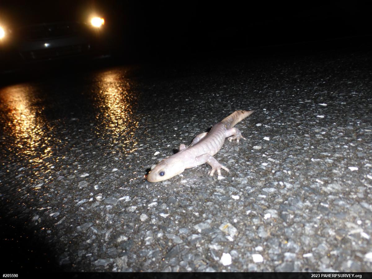 Jefferson Salamander