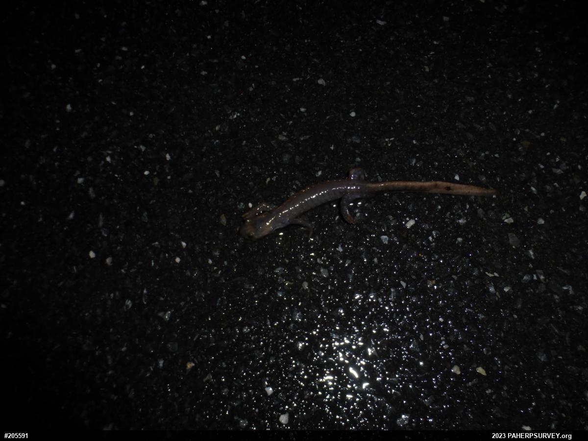 Jefferson Salamander