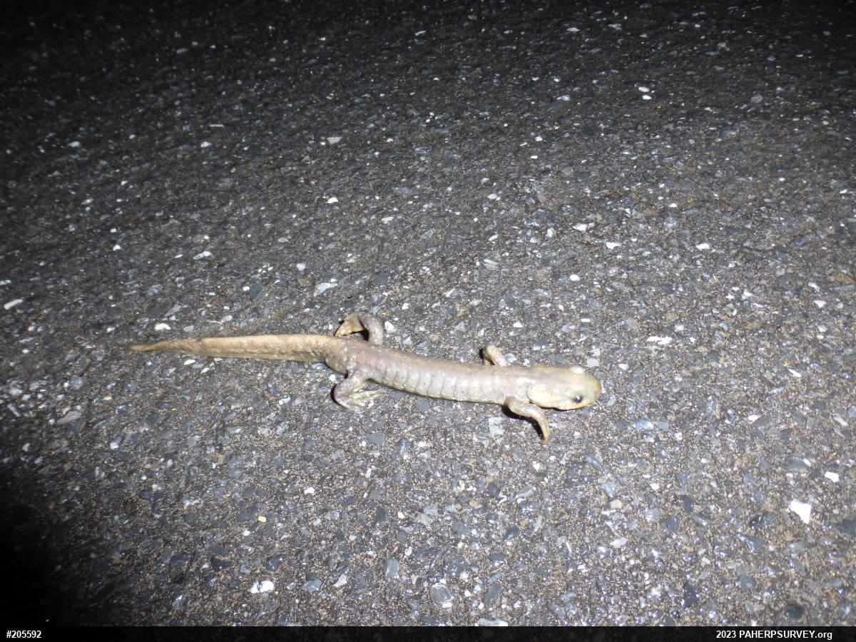 Jefferson Salamander