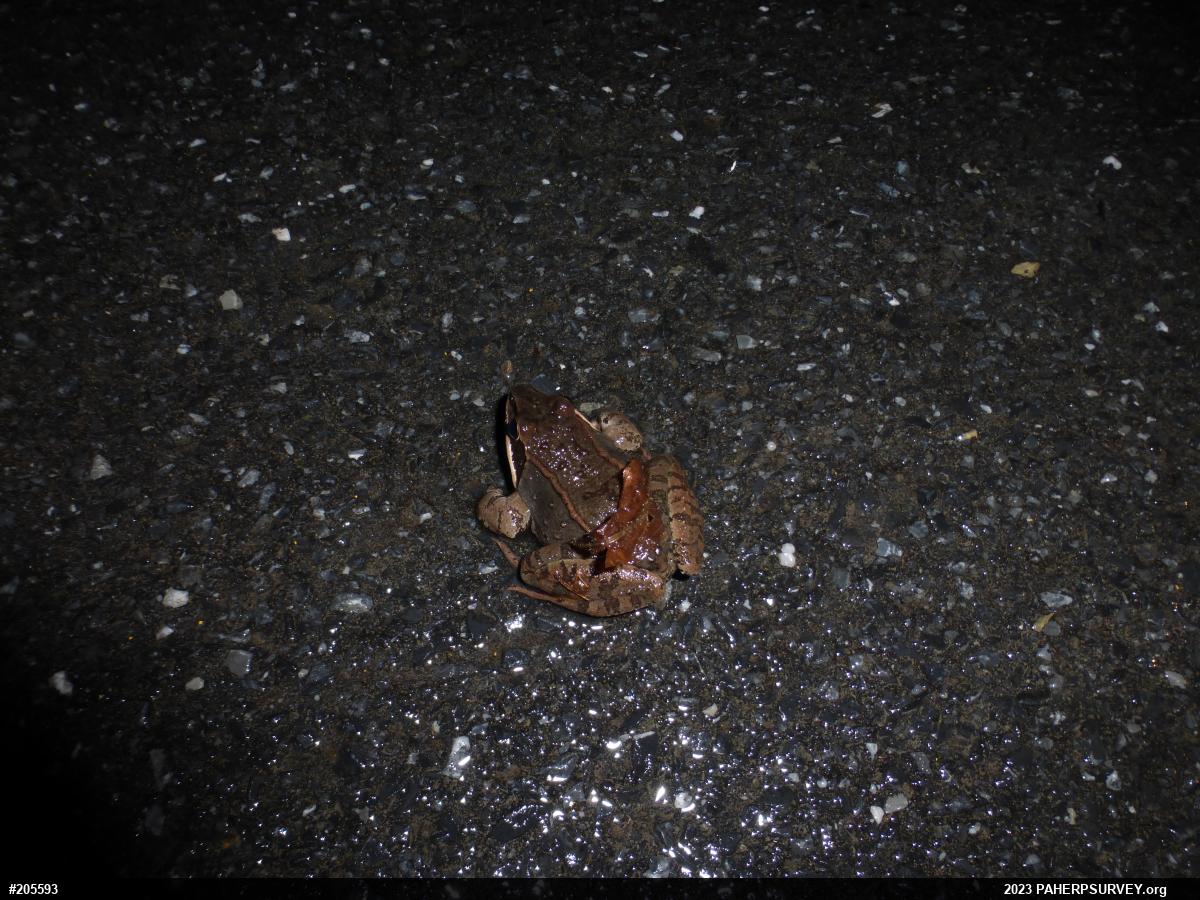 Wood Frog