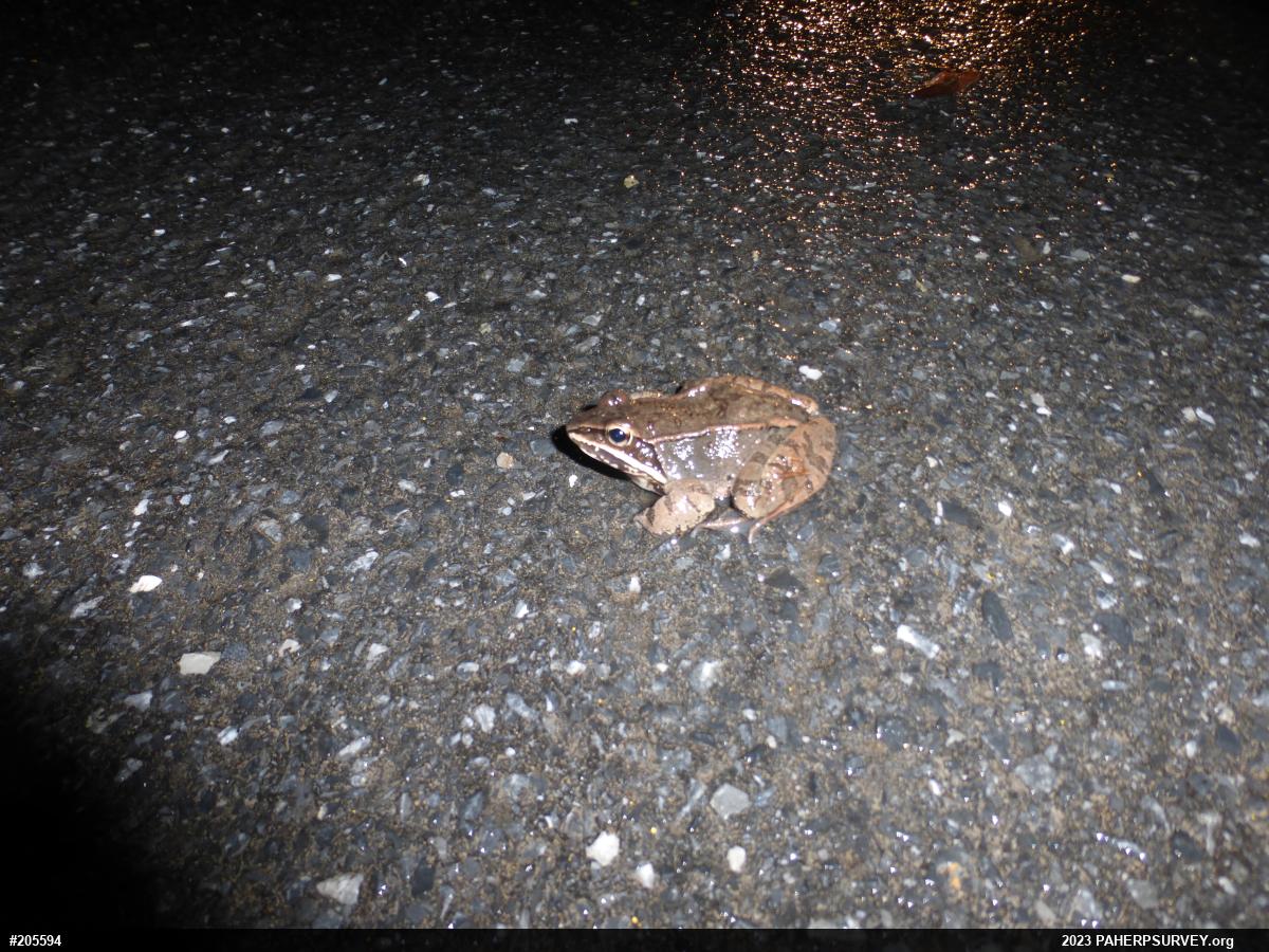 Wood Frog