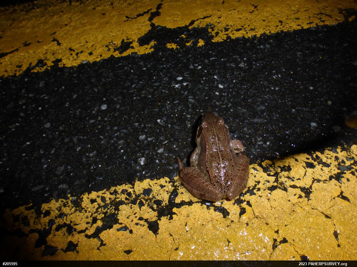 Wood Frog