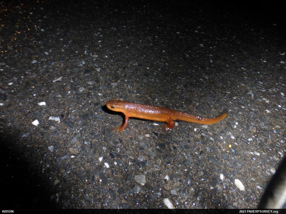 Red-spotted Newt