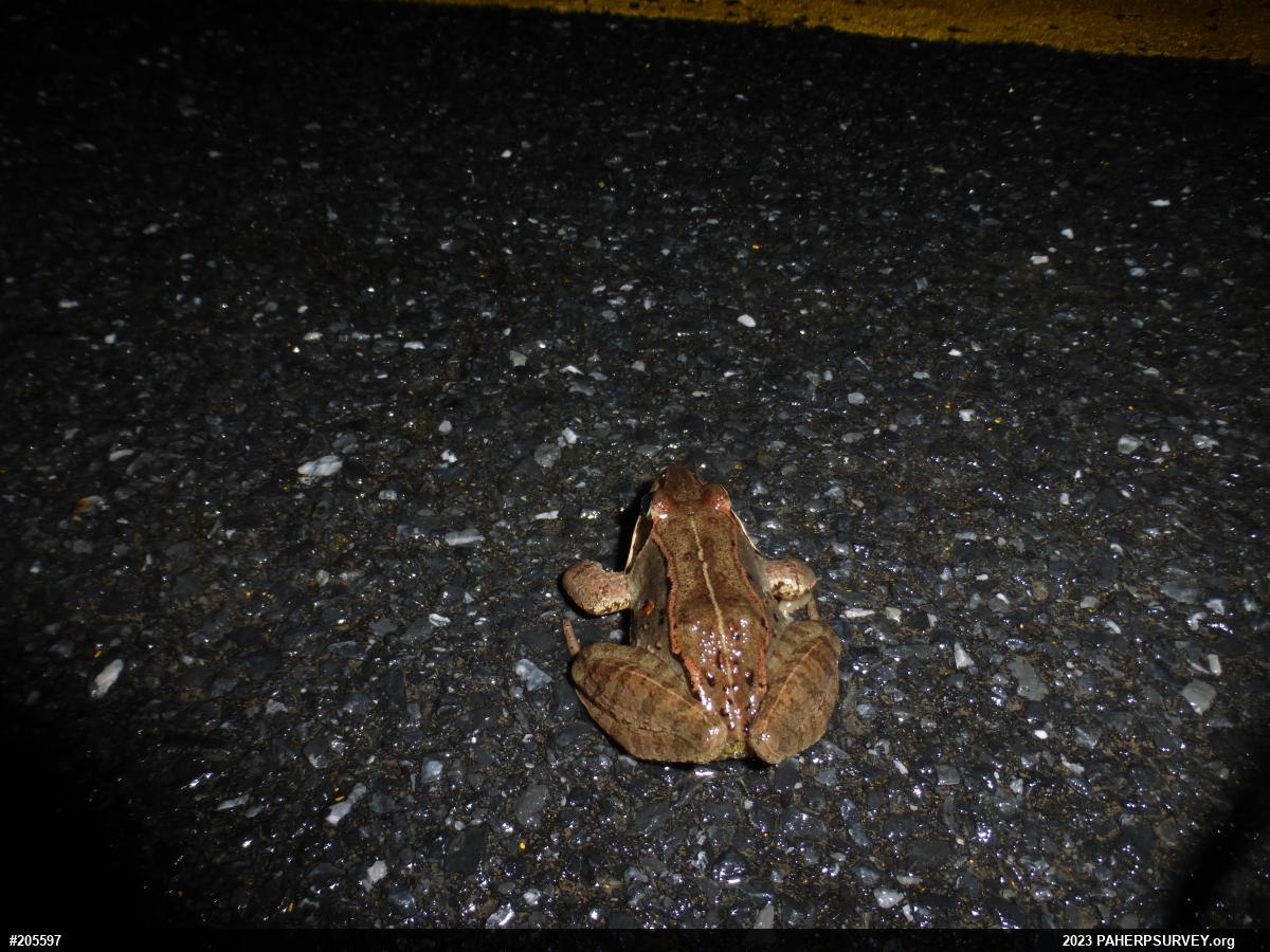 Wood Frog