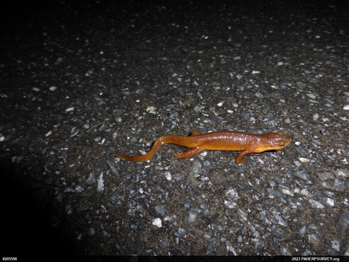 Red-spotted Newt
