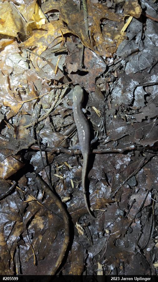 Jefferson Salamander