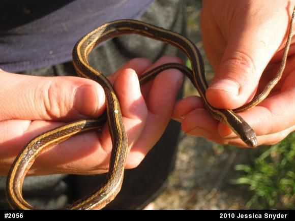 Common Ribbonsnake