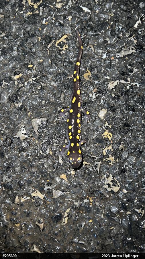 Spotted Salamander