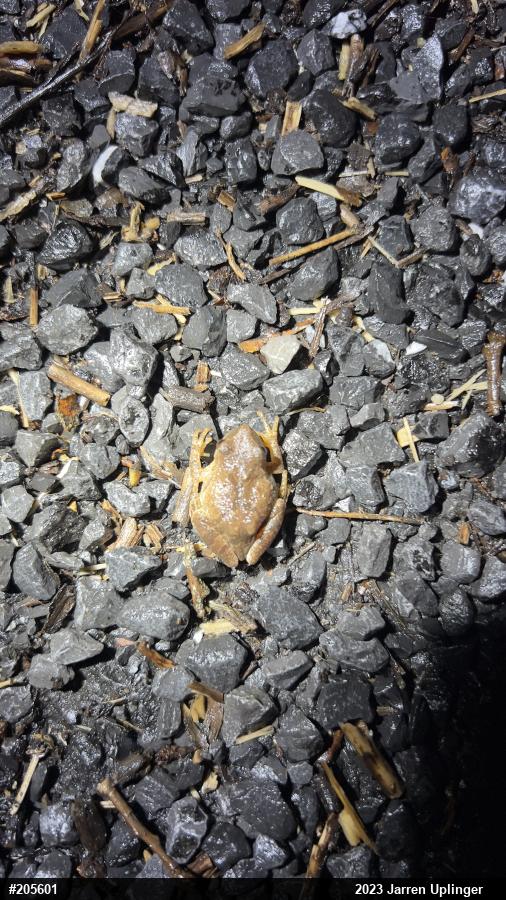 Spring Peeper