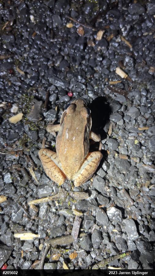 Wood Frog