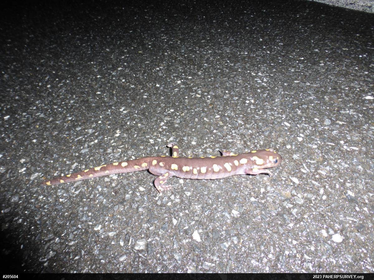 Spotted Salamander