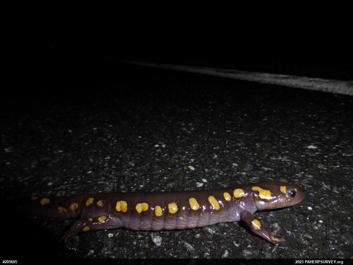 Spotted Salamander