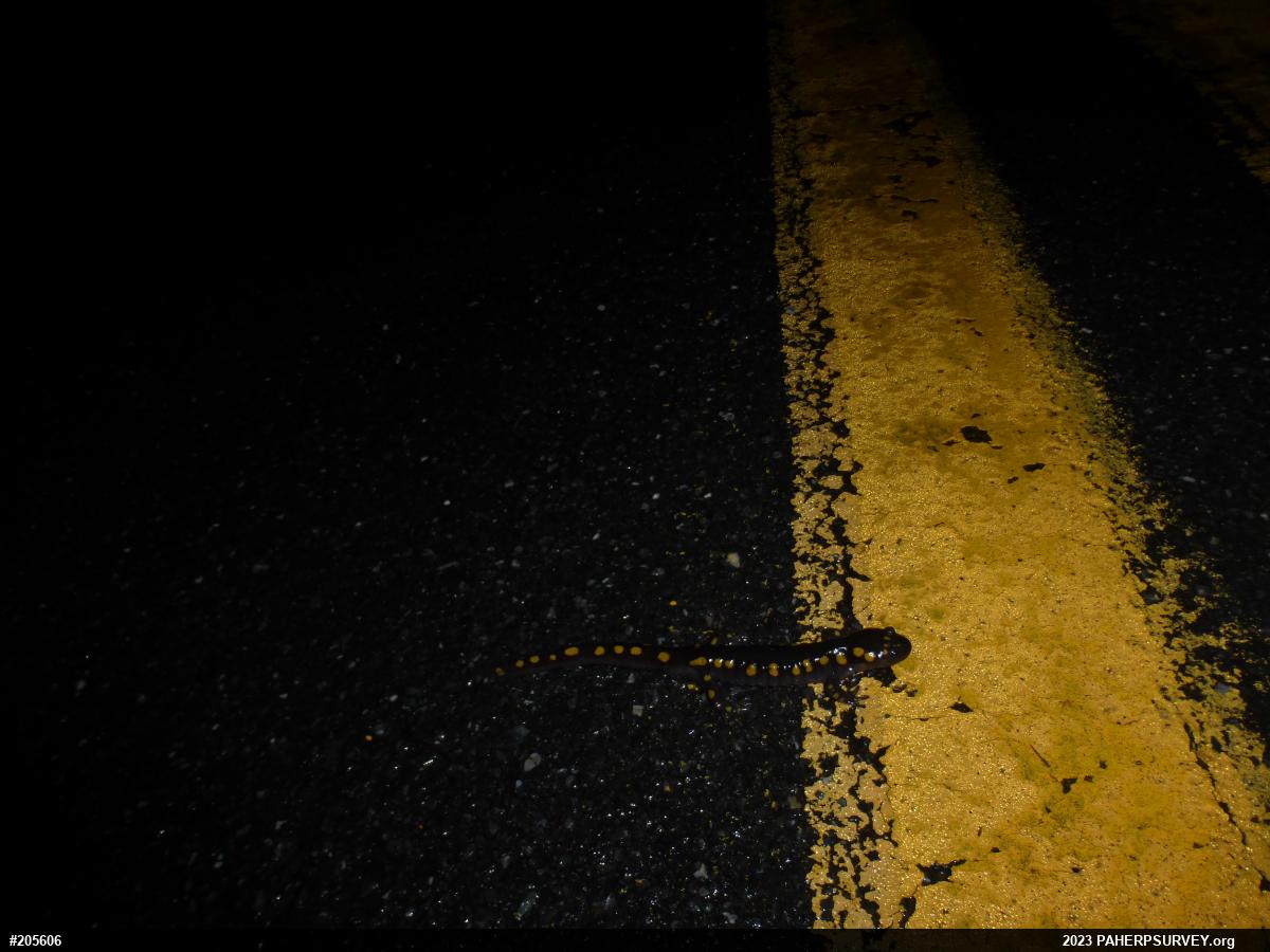 Spotted Salamander
