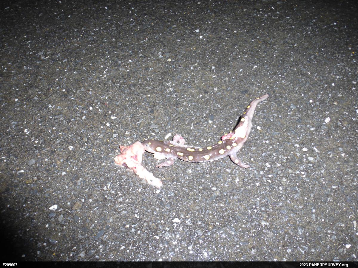 Spotted Salamander