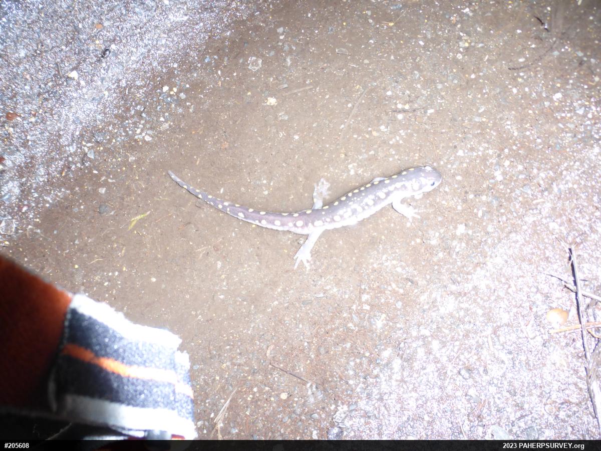 Spotted Salamander