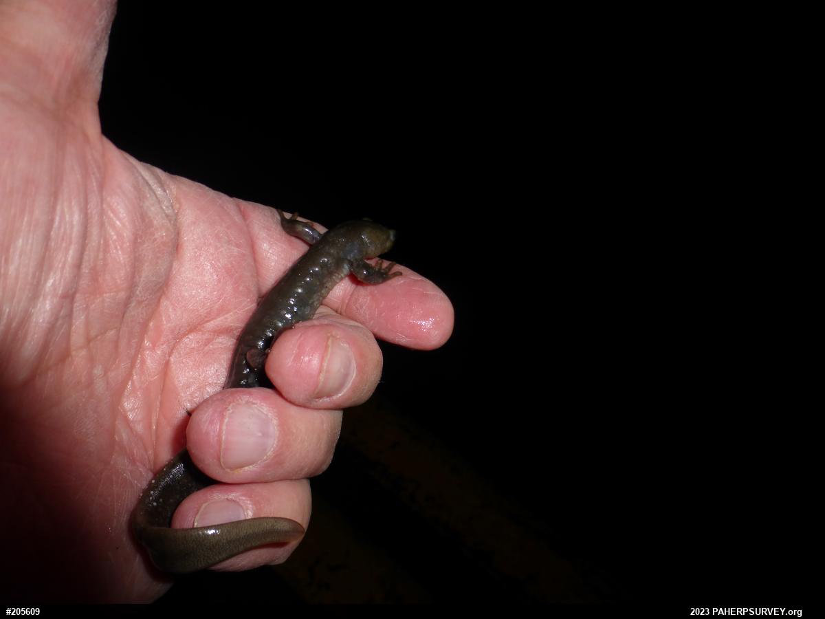 Jefferson Salamander