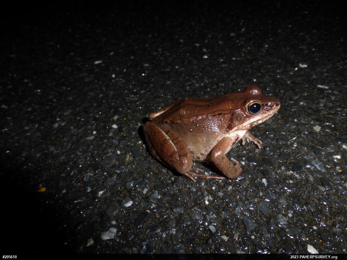 Wood Frog
