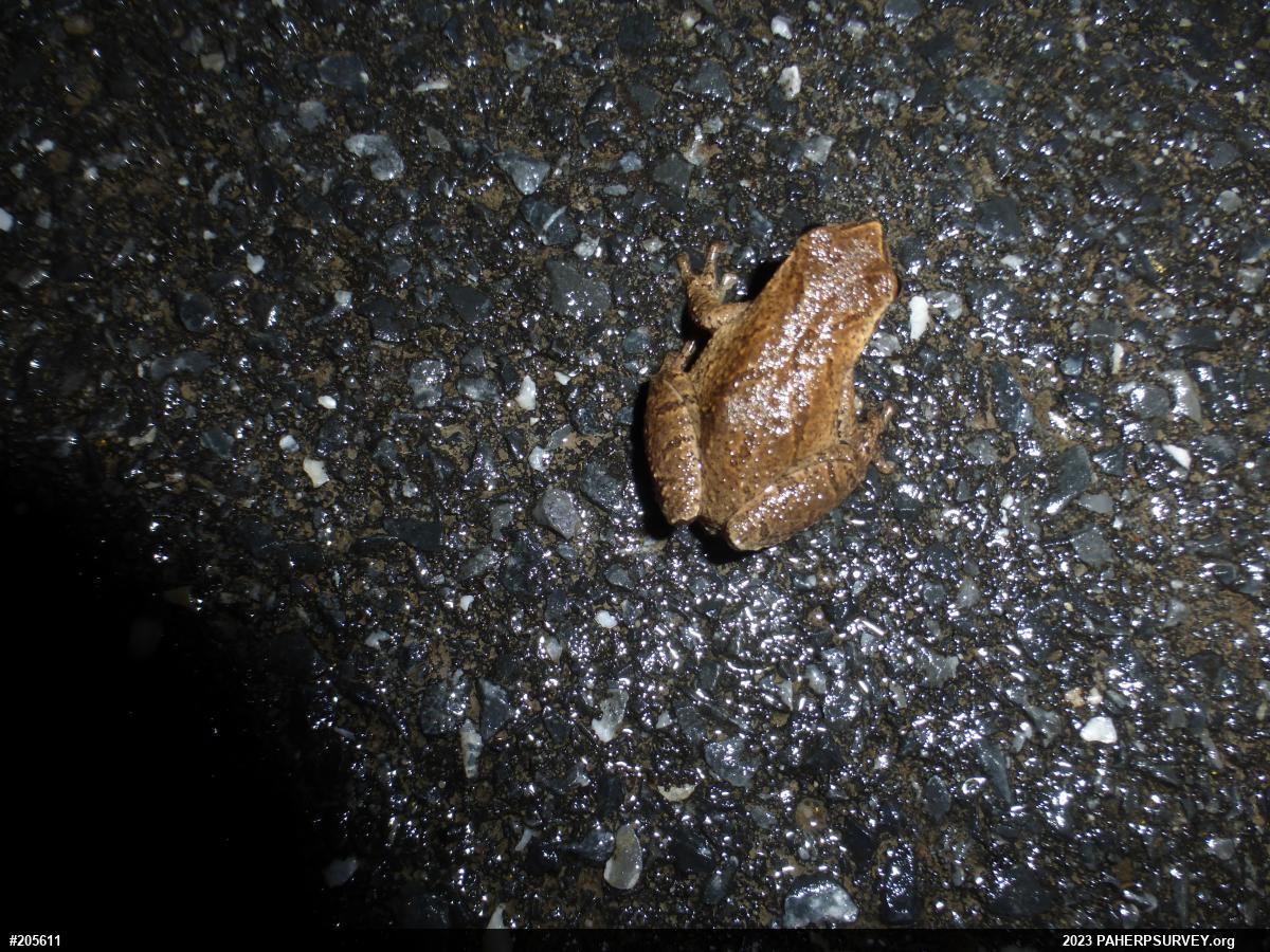 Spring Peeper