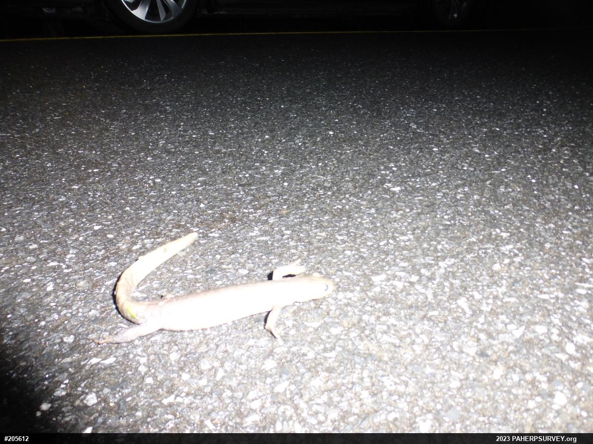 Jefferson Salamander