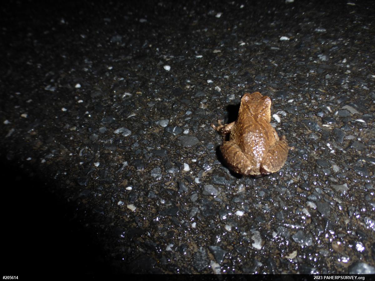 Spring Peeper