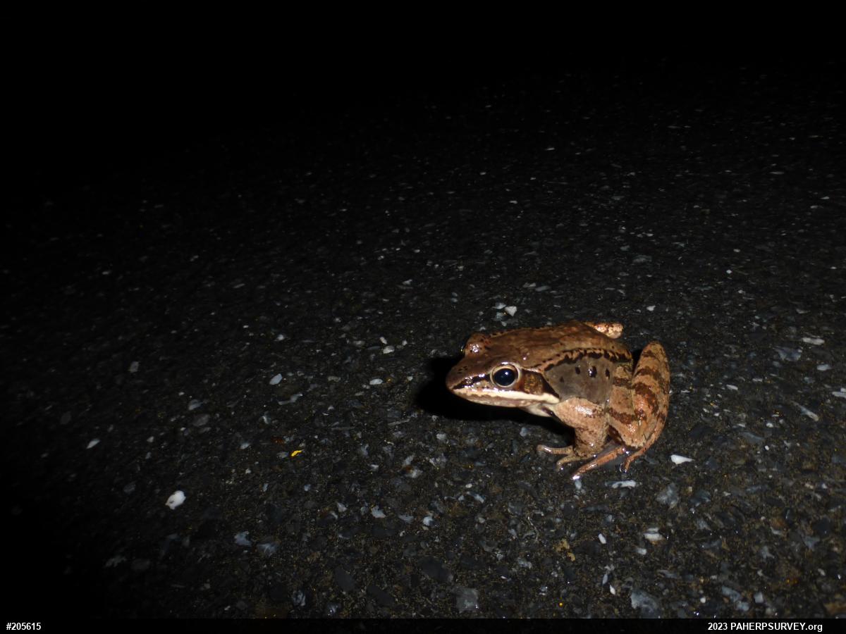 Wood Frog