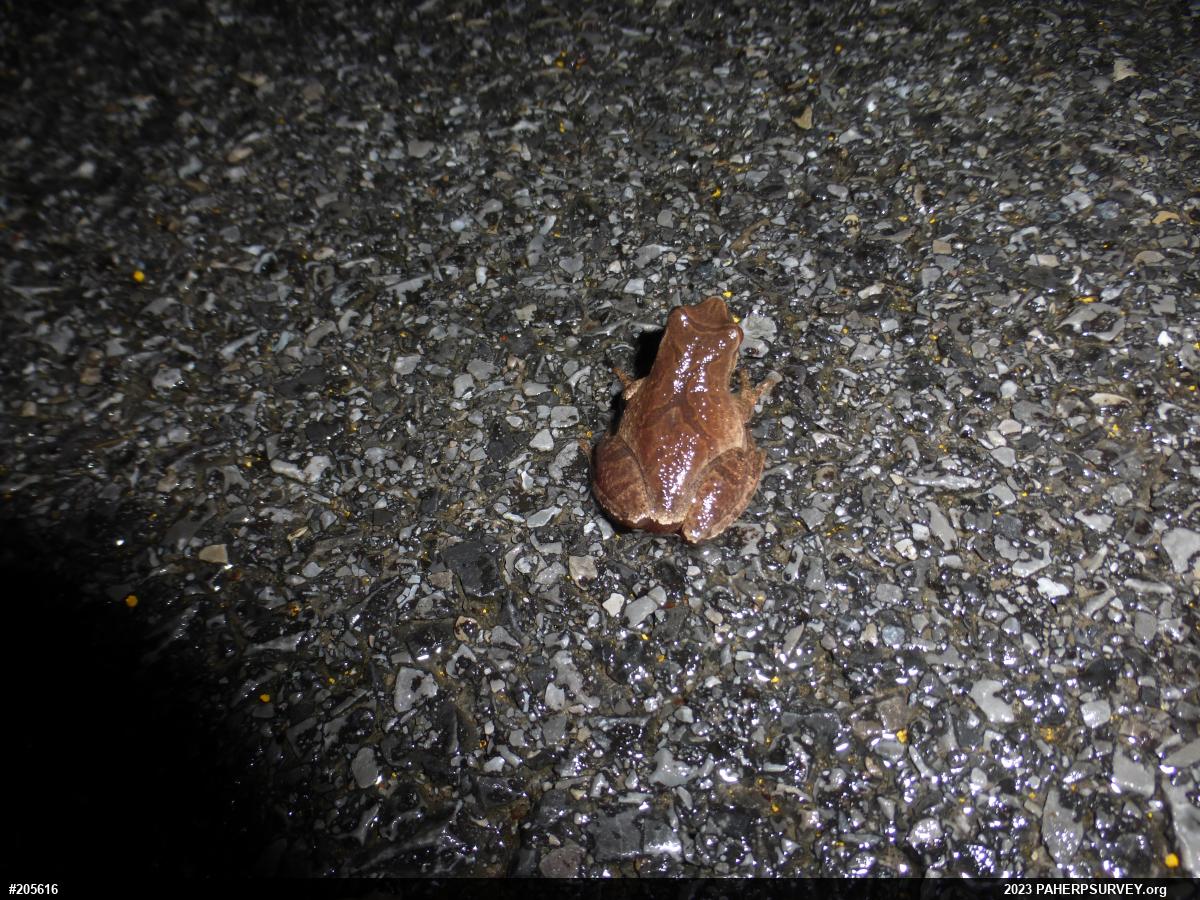 Spring Peeper